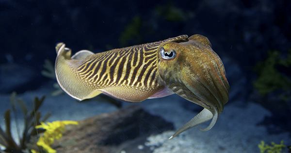 When choosing dinner, cuttlefish can make some complicated decisions