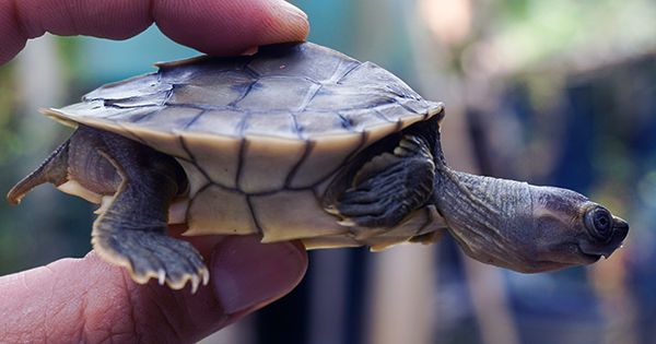 World’s Rarest Turtle Could Be Saved from Extinction after Female Found in Vietnam