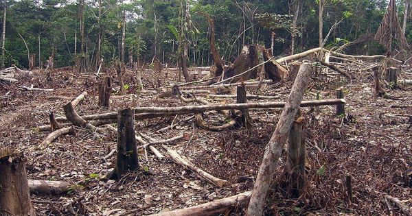 Deforestation – an Open Speech