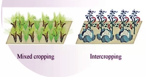 Difference between Mixed Cropping and Intercropping