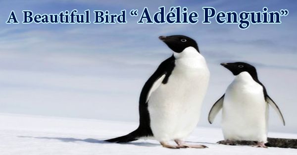A Beautiful Bird “Adélie Penguin”