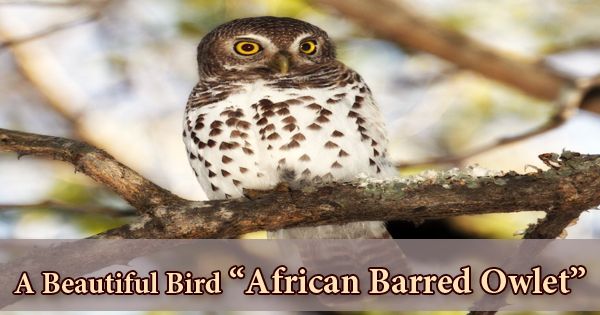 A Beautiful Bird “African Barred Owlet”