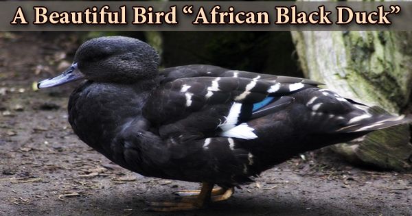 A Beautiful Bird “African Black Duck”