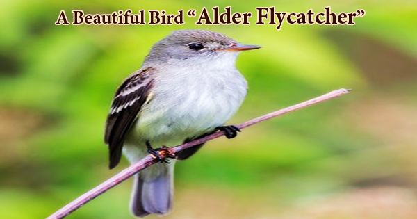 A Beautiful Bird “Alder Flycatcher”