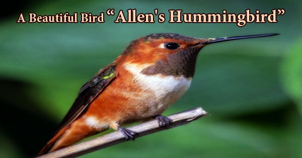 A Beautiful Bird “Allen’s Hummingbird”