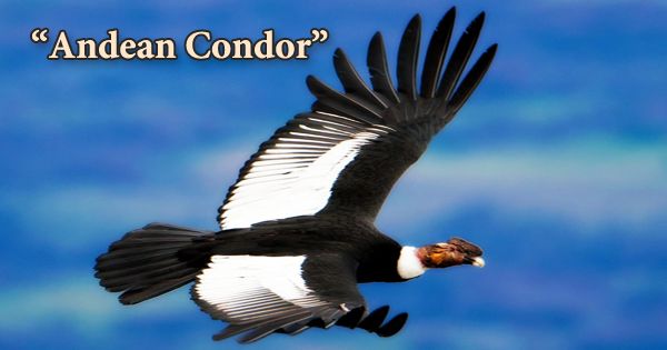 A Beautiful Bird “Andean Condor”