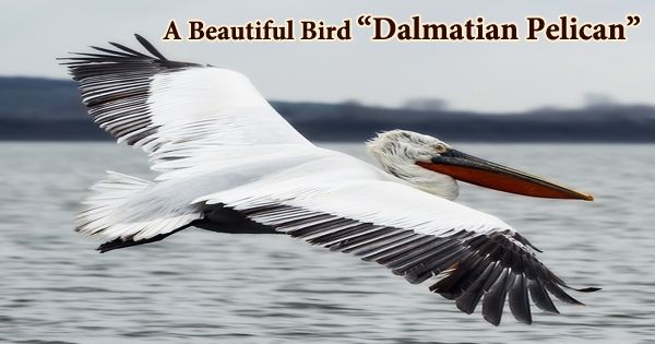 A Beautiful Bird “Dalmatian Pelican”
