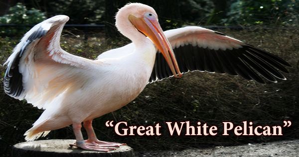 A Beautiful Bird “Great White Pelican”