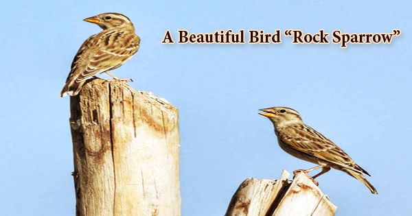 A Beautiful Bird “Rock Sparrow”