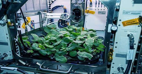 Astronaut Performs First-Ever Plant Transplant in Space