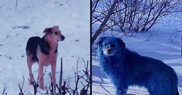 Bright Blue Dogs Spotted Roaming Abandoned Chemical Plant In Russia