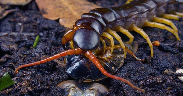 Centipede Venom Is a Cocktail of Genetic Material Nicked From Bacteria and Fungi