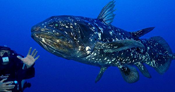 Coelacanths, The Poster Fish For “Living Fossils”, Have Actually Had A Dozen Modern Upgrade