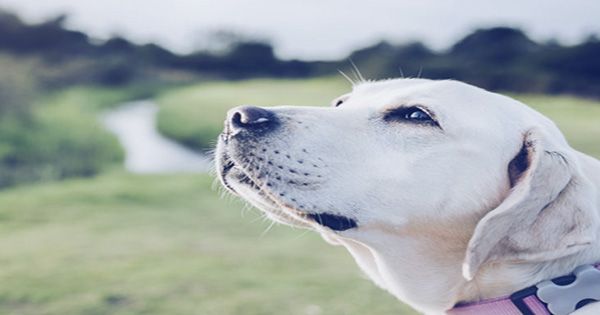 Dogs Might Detect COVID-19 Better Than Current Tests, Review Suggests