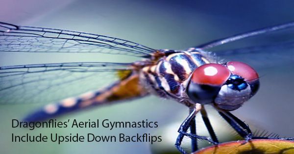 Dragonflies’ Aerial Gymnastics Include Upside Down Backflips