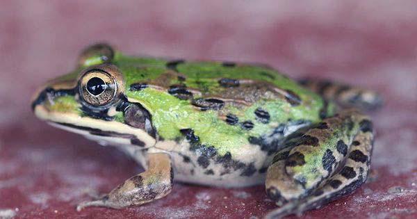 Frogs Lose Their Leap When Dehydrated And May Not Survive Climate Change