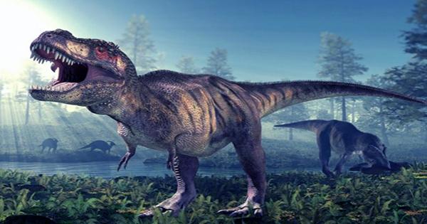 How Big Were Baby Tyrannosaurs? About the Size of a Border collie Dog, Study Finds