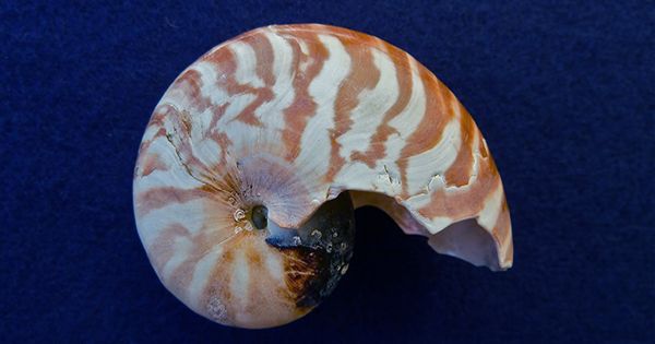 Naked Ammonite Fossil Found Without a Shell for the First Time