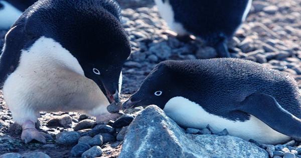 Science Weighs in on What is Really Happening In That Penguin Gangs Video