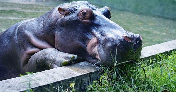 Scientists Debate the Fate of Pablo Escobar’s Rogue Hippos