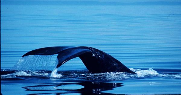 Scientists Use Whale Songs To Reveal Hidden Features Of The Sea Floor