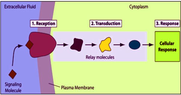 Signal Transduction in biology is a cellular mechanism