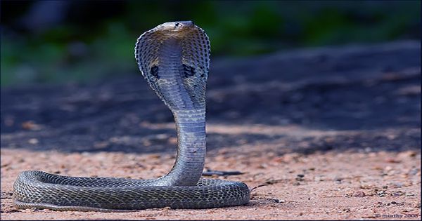 Spitting Cobras May Have Evolved Unique Venom to Defend From Ancient Humans