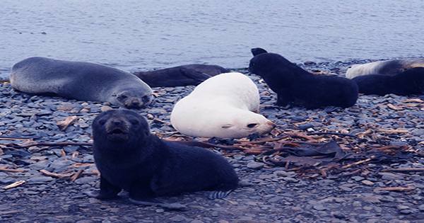 Stop what you’re doing and Look at These Velvety Melanistic Seal Pups