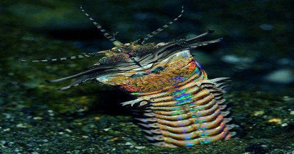The Story Behind the Bobbitt Worm’s Name Is Grimmer Than the Worm Itself