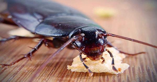 The Truth behind the Urban Legend Those Cockroaches Can Survive Nuclear War