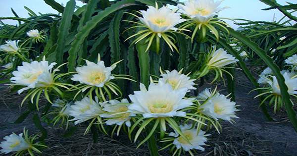 This Rare Moonlight Cactus Only Blooms Once A Year. You Can Watch It Live Tonight.