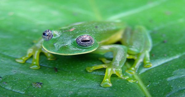 Treefrog Tadpoles Leap From Bromeliad Pools Into Streams In Wild New Reproductive Strategy