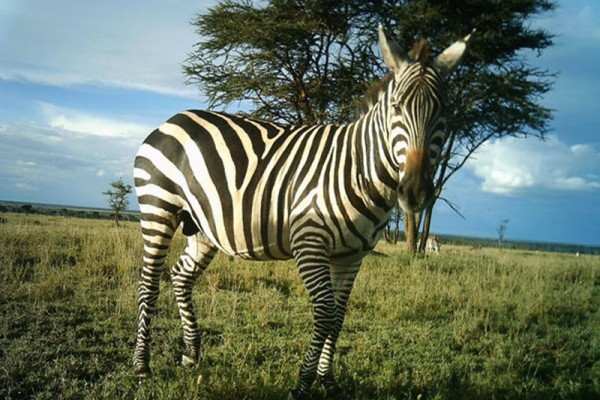 Unusual Stripes and Spots Could Spell Trouble for Zebras, Study Claims