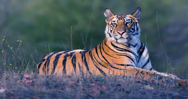 Watch As a Tiger Is Released Into Its New Home in India