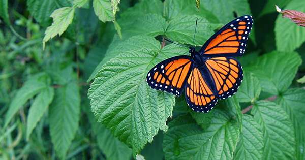 Western Monarch Butterflies on Extinction Path after Record Low Winter