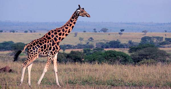 Wild Female Giraffes Live Longer When They Have Friends, Study Finds