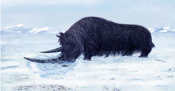 Incredibly Well-Preserved Young Woolly Rhino Revealed By Melting Permafrost