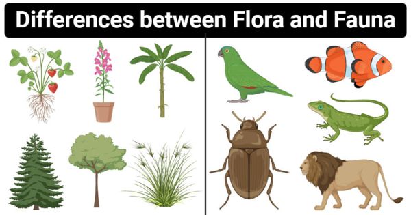 Difference between Flora and Fauna