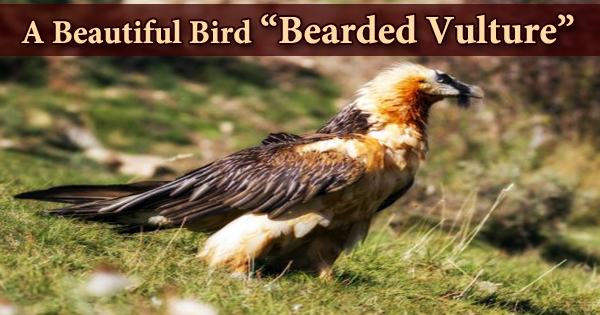 A Beautiful Bird “Bearded Vulture”