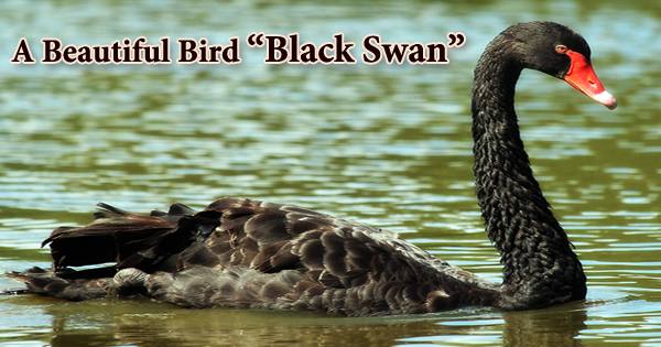 A Beautiful Bird “Black Swan”