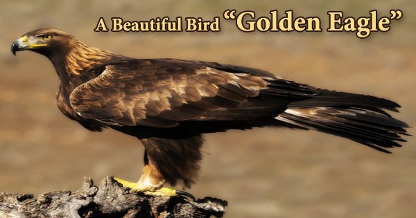 A Beautiful Bird “Golden Eagle”