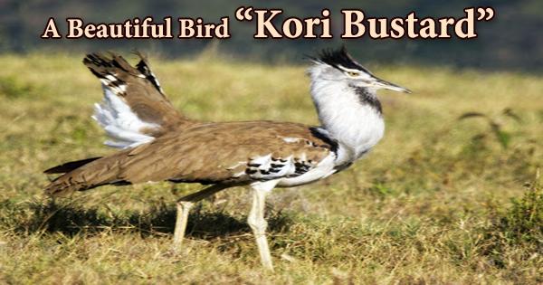 A Beautiful Bird “Kori Bustard”