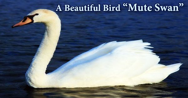 A Beautiful Bird “Mute Swan”