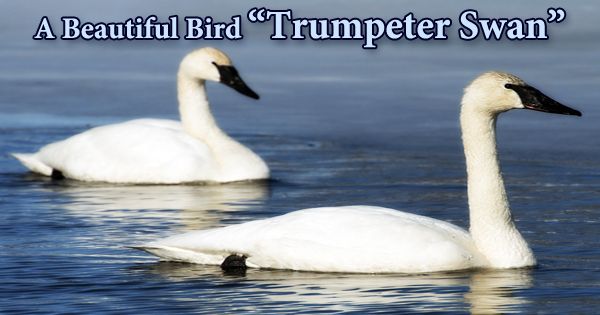 A Beautiful Bird “Trumpeter Swan”
