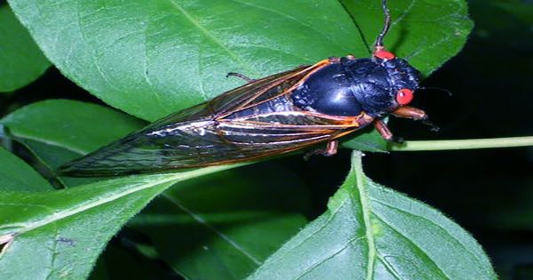 Billions Of Cicadas May Be Coming Soon To Trees Near You