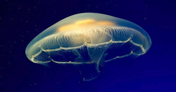 Box Jellyfish Sting Kills Teenager, First Fatality From One In Australia For 15 Years
