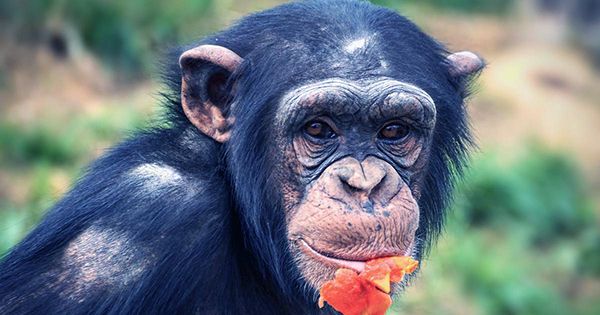 Chimpanzees Help Without Reward And Unite Against Common Foes