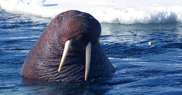 Exhausted Arctic Walrus Spotted In Ireland Having Drifted A Looooong Way From Home