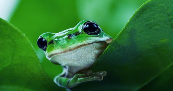Female Frogs Have “Noise-Cancelling Headphones” In Their Lungs, Tuning Out Unwanted Males