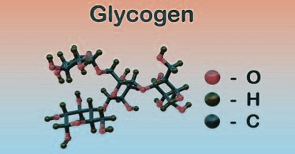 Glycogen – a polysaccharide